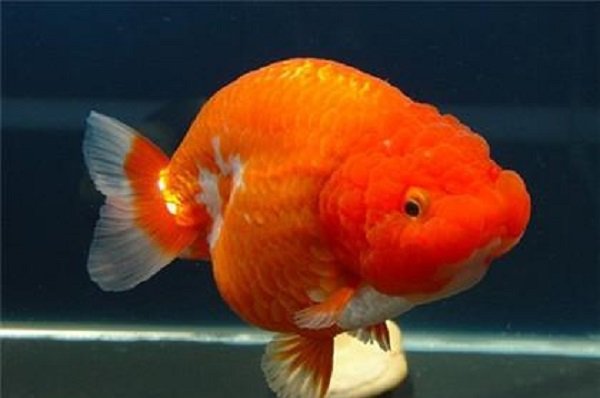 兰寿有哪些品种？