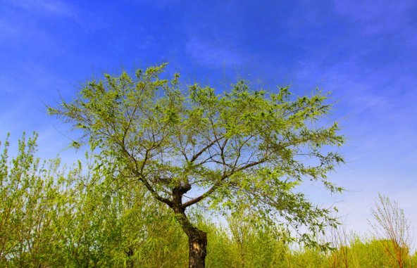 关于春天的成语，必须是成语，20个