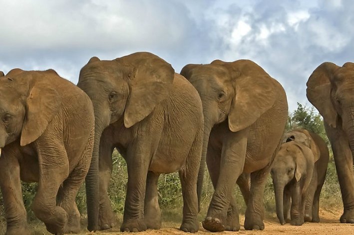 一只大象的寿命有多久？