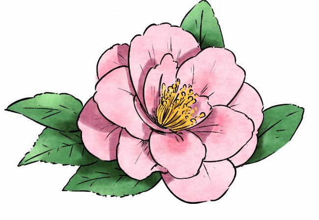 重庆市花是什么？