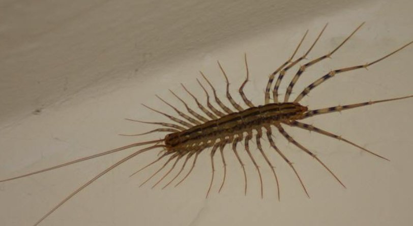 家里有草鞋底怎么办