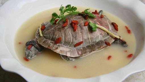 巴西龟可以吃吗？