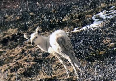 我国首现白色马鹿是真的吗？