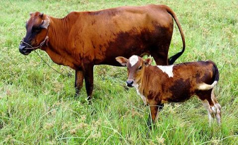 牛的叫声写出来是怎样的？