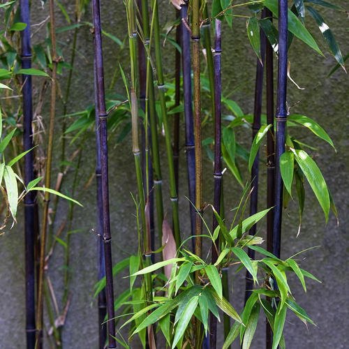 竹子有多少种类?