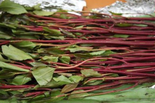 恰特草中国有吗？