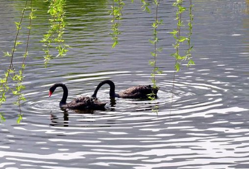 正是河豚欲上时是什么意思