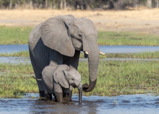 大象英语是什么？