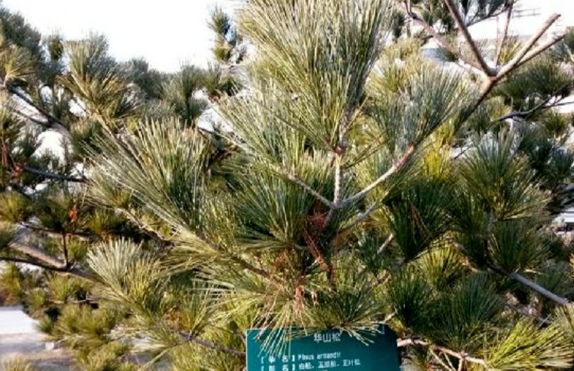 华山松是什么？