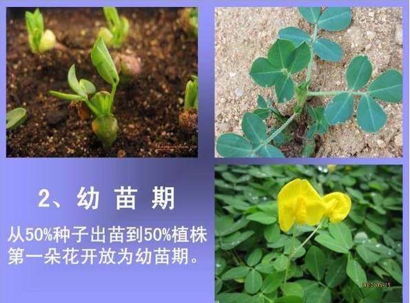 花生的生长过程（图片解释）