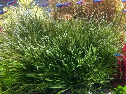 蓝绿藻类却是红色的,这是为什么呢?