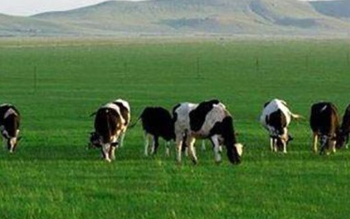 伊利的三大牧场地址