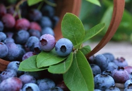 蓝莓的英文怎么说?