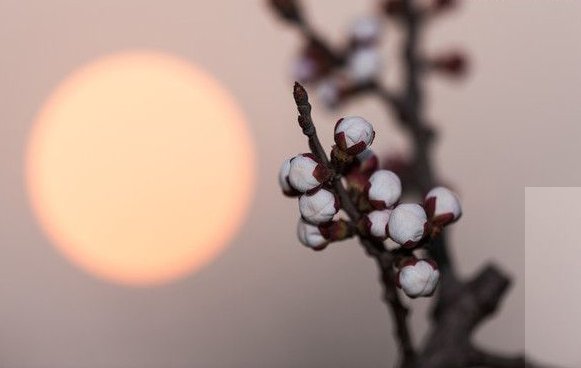 红楼梦中日边红杏倚云栽谁说的
