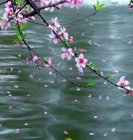落花有意随流水,流水无情恋落花.是什么意思?