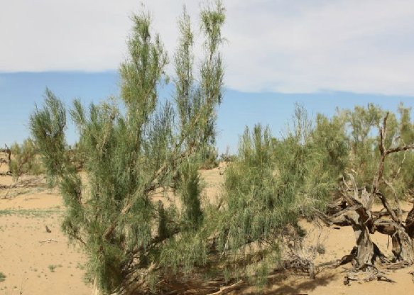 梭梭树读jun还是suo？