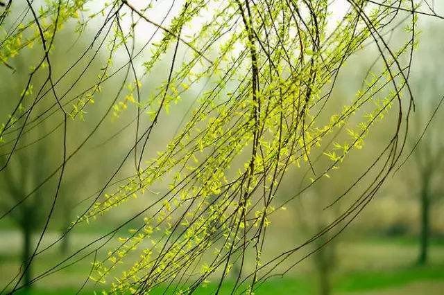 清风拂杨柳下一句是什么？