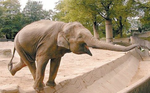 大象的鼻子像什么像什么