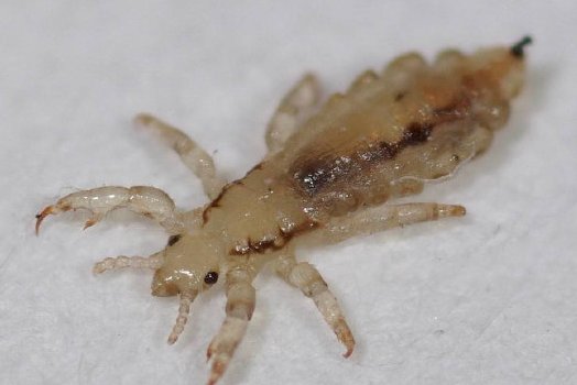 跳蚤和虱子有什么区别?