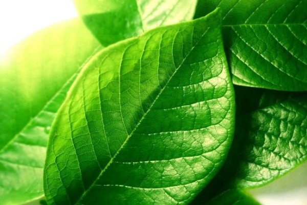 树叶书签怎么做？