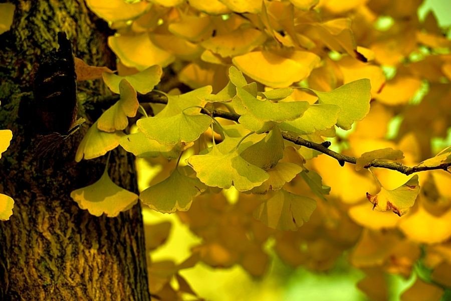 树叶都有什么形状?都是什么名称?