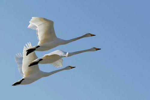 “鸿鹄传书”一词，源自于以下哪个历史故事？