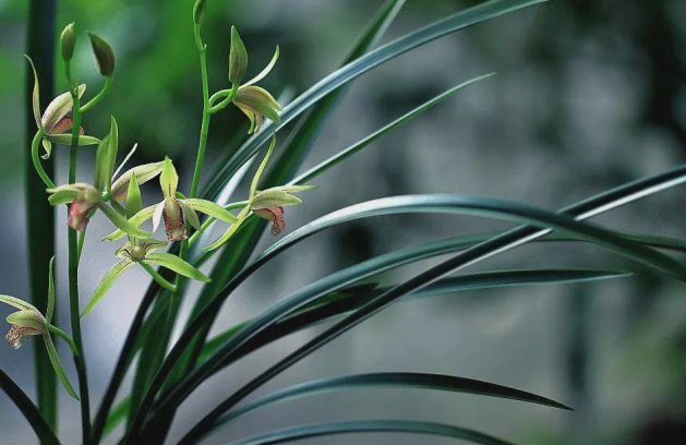 花中君子指的是什么