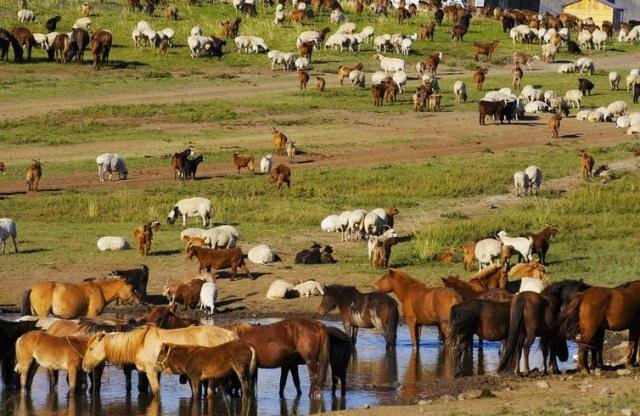 中国的蒙古族,你想去蒙古国生活吗?