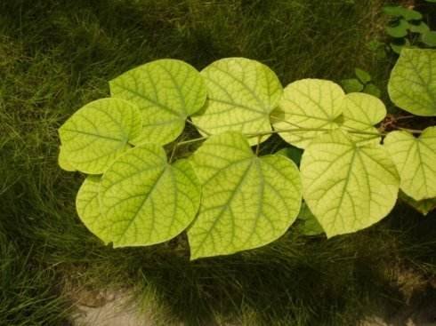 树叶都有什么形状?都是什么名称?