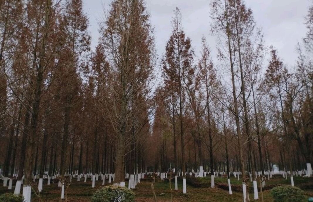 西南科技大学怎么样?