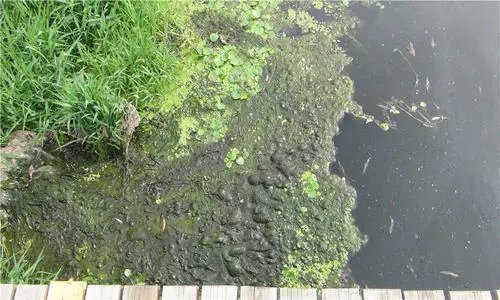 蓝绿藻类却是红色的,这是为什么呢?