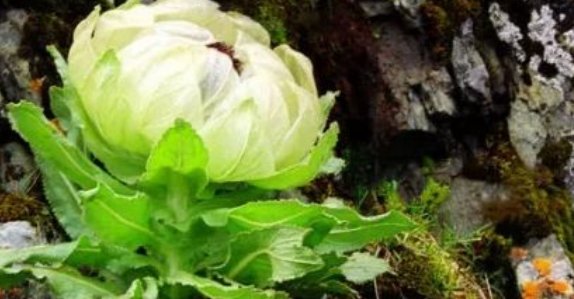 花的名称有哪些啊?