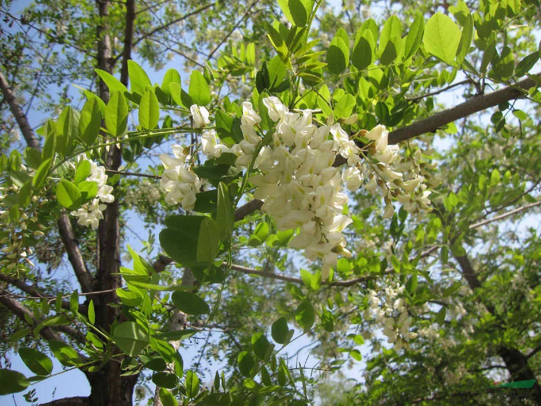 十大名贵庭院树种是什么?