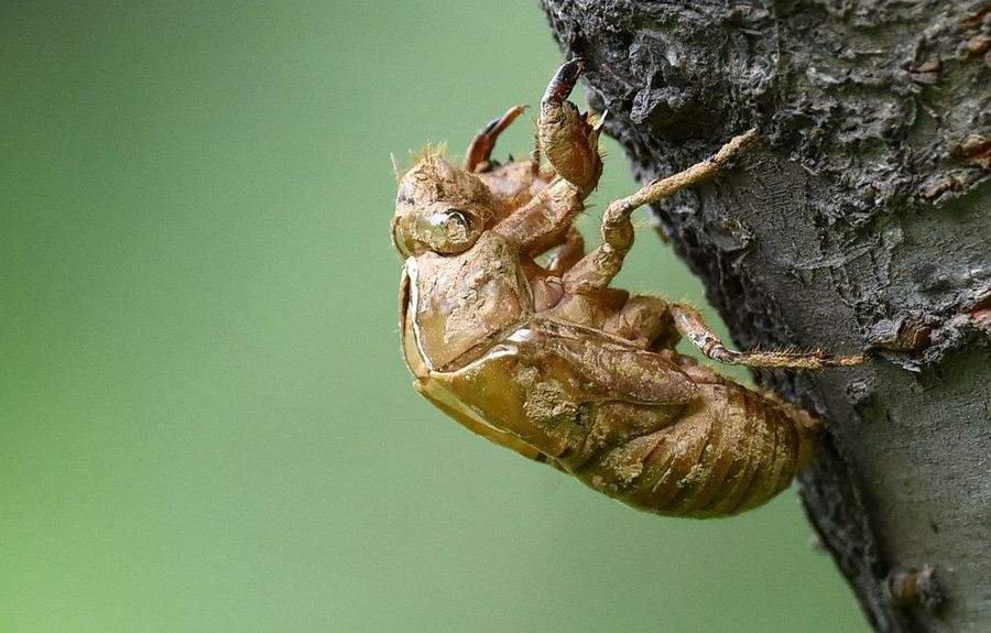 知了壳有什么药用价值