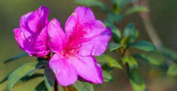 花的名称有哪些啊?