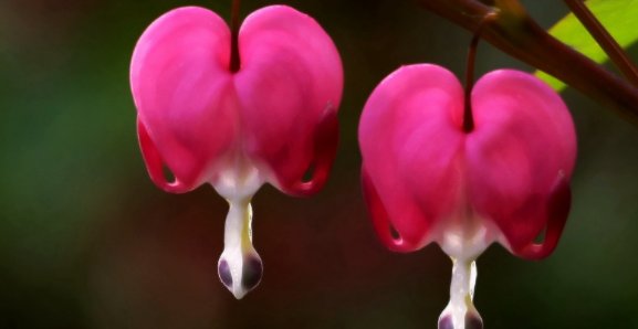 花的名称有哪些啊?