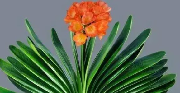 花的名称有哪些啊？