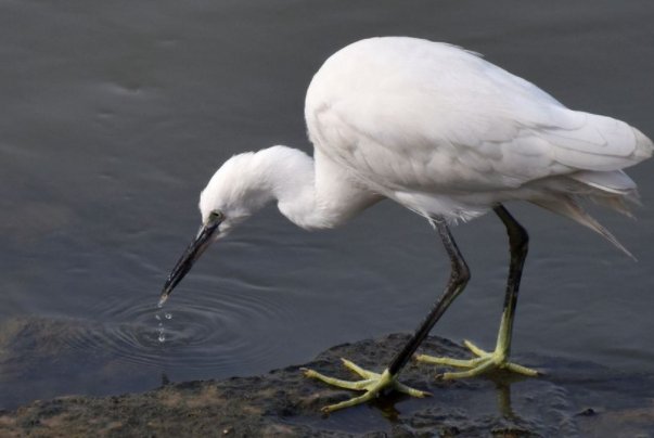 白鹭的资料短一点20字？