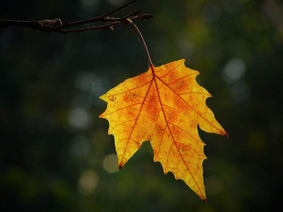 树叶都有什么形状?都是什么名称?