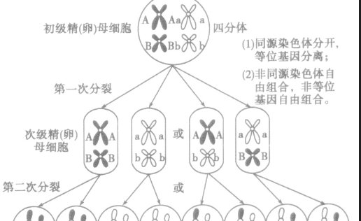 交叉互换的结果是什么？