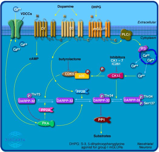 谷氨酸受体的介绍