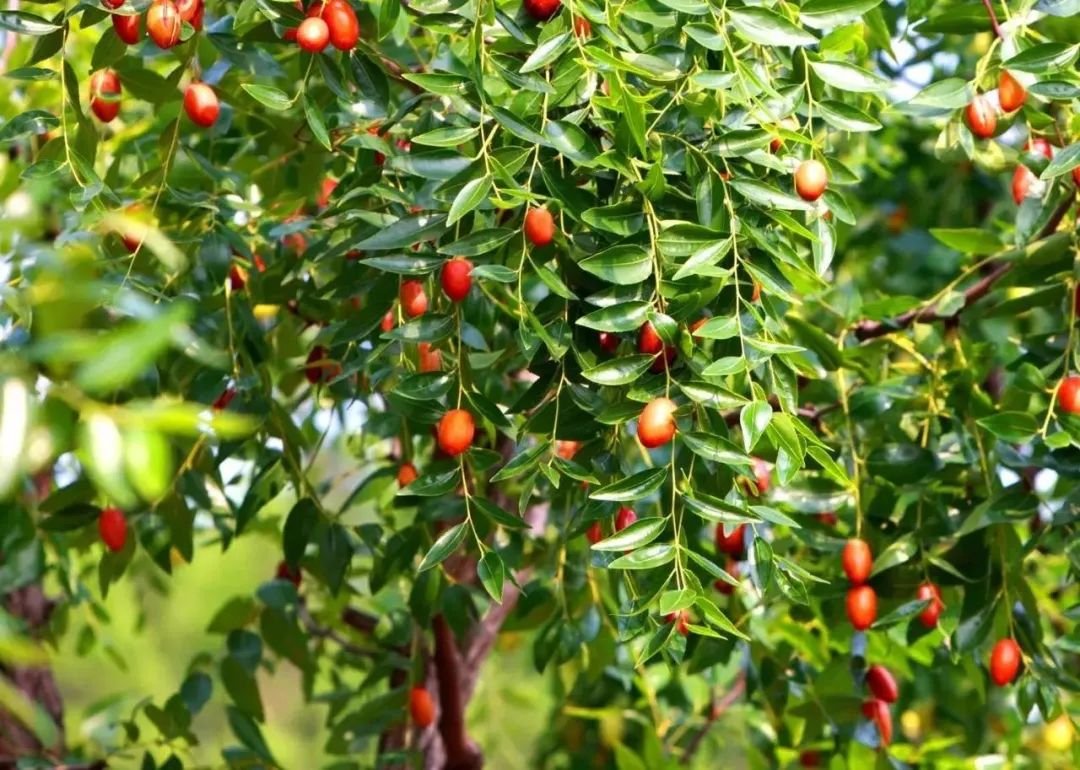 十大名贵庭院树种是什么?