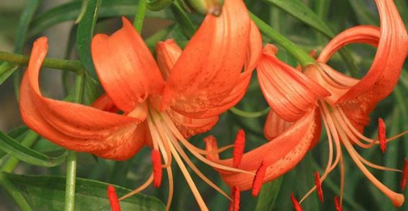 花的名称有哪些啊?