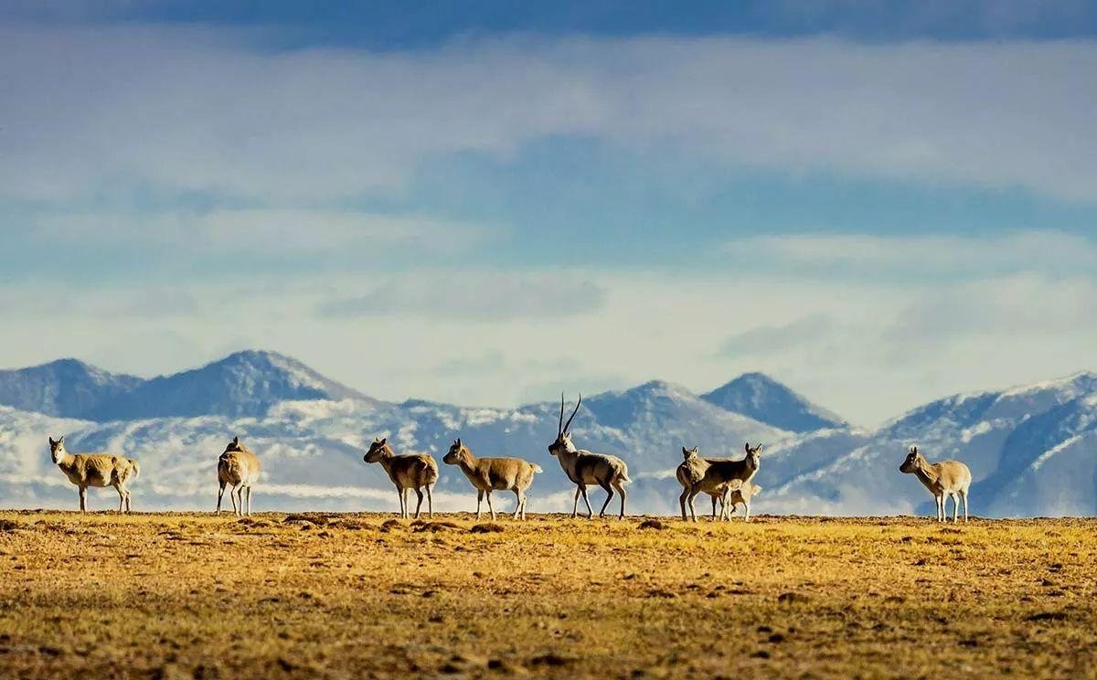 可可西里在哪里？