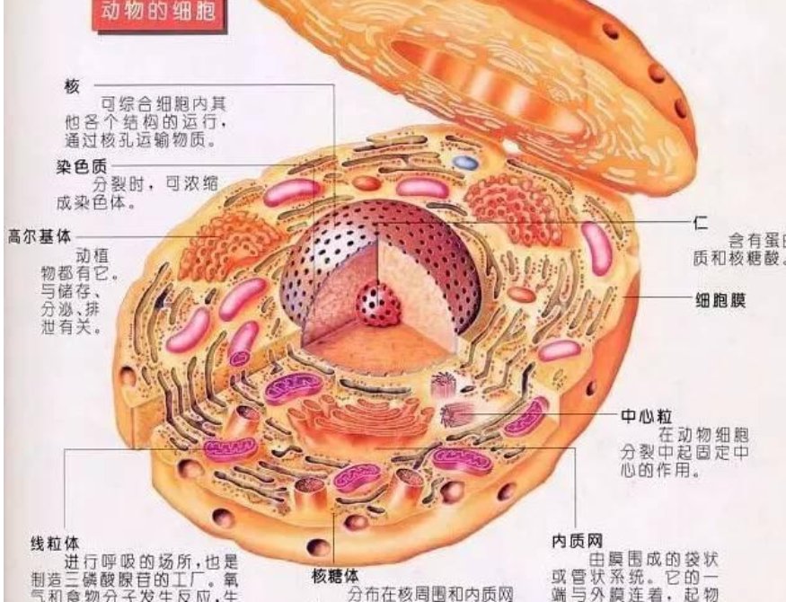 生物知识点有哪些？