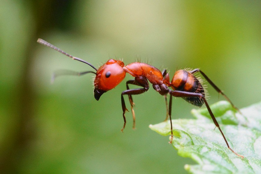 问下最近夏天家里出现这种红虫子是什么？能咬人，咬完起包，求解答