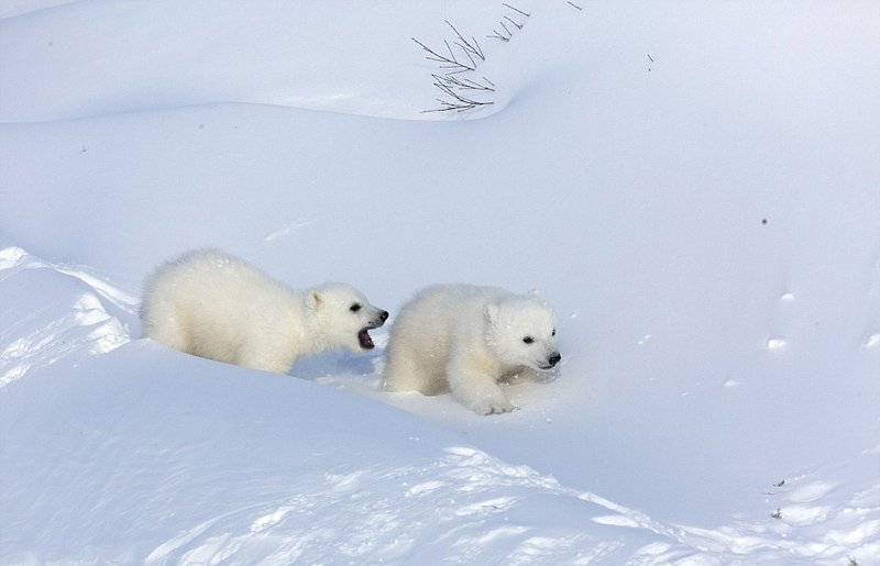 北极熊为什么不怕冷?