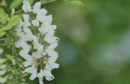 槐花对女性有哪些好处？