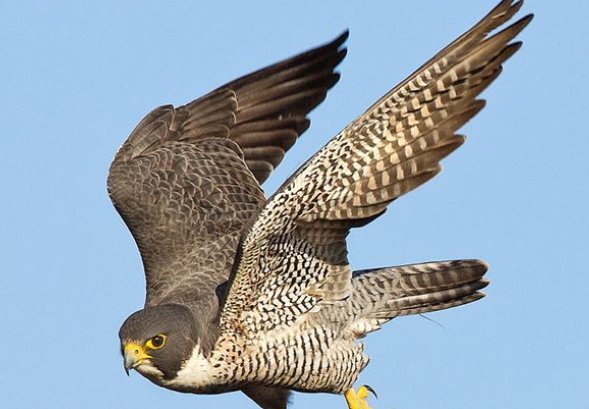 游隼是什么意思