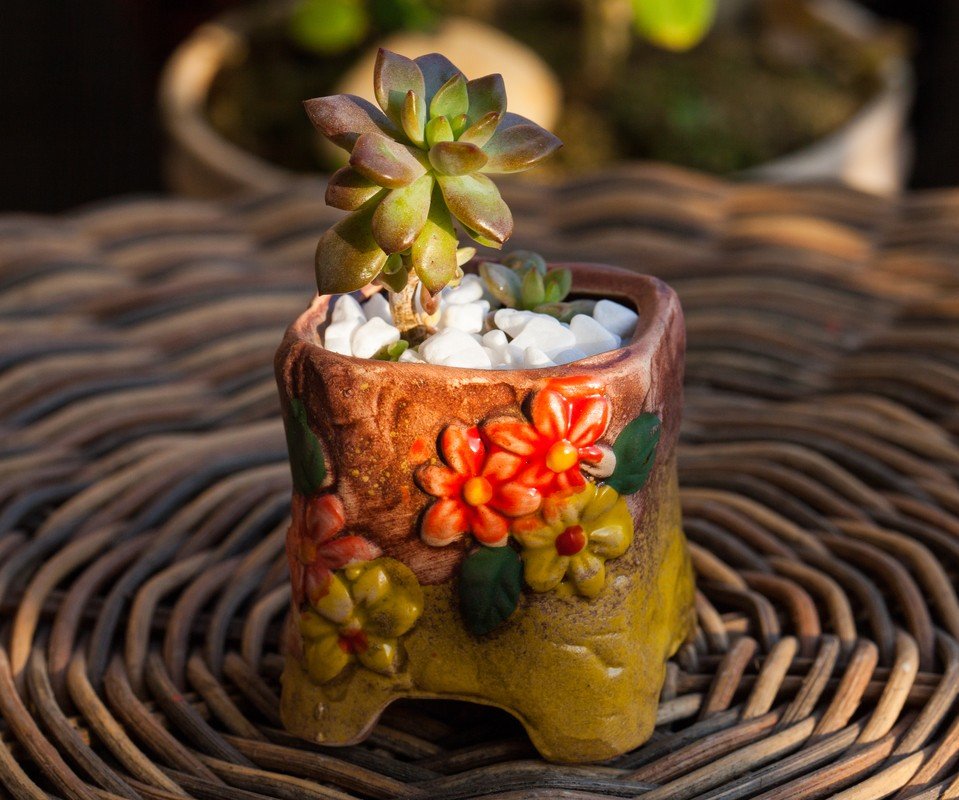 多肉植物具有哪些特点？